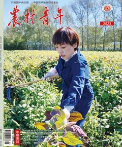 《农村青年》